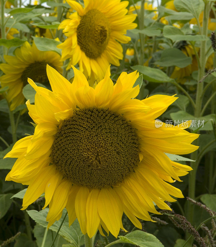 向日葵田(Helianthus annuus)